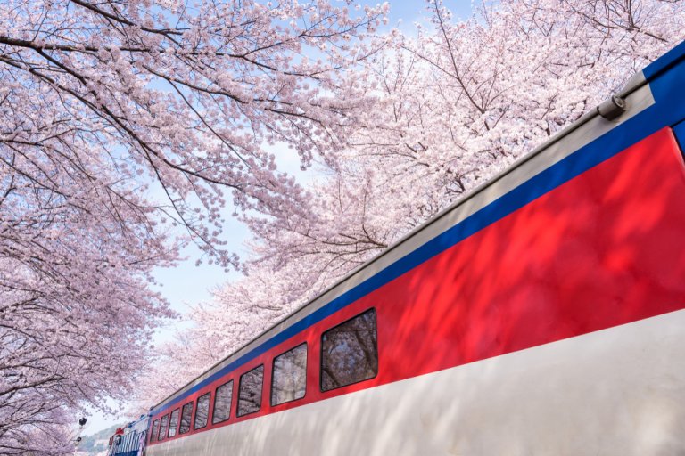 Поезд едет весной вдоль цветущих деревьев вишни